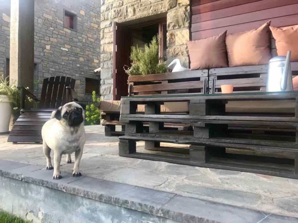Perro de un huésped en la terraza de Casa Biescas, en Gavín