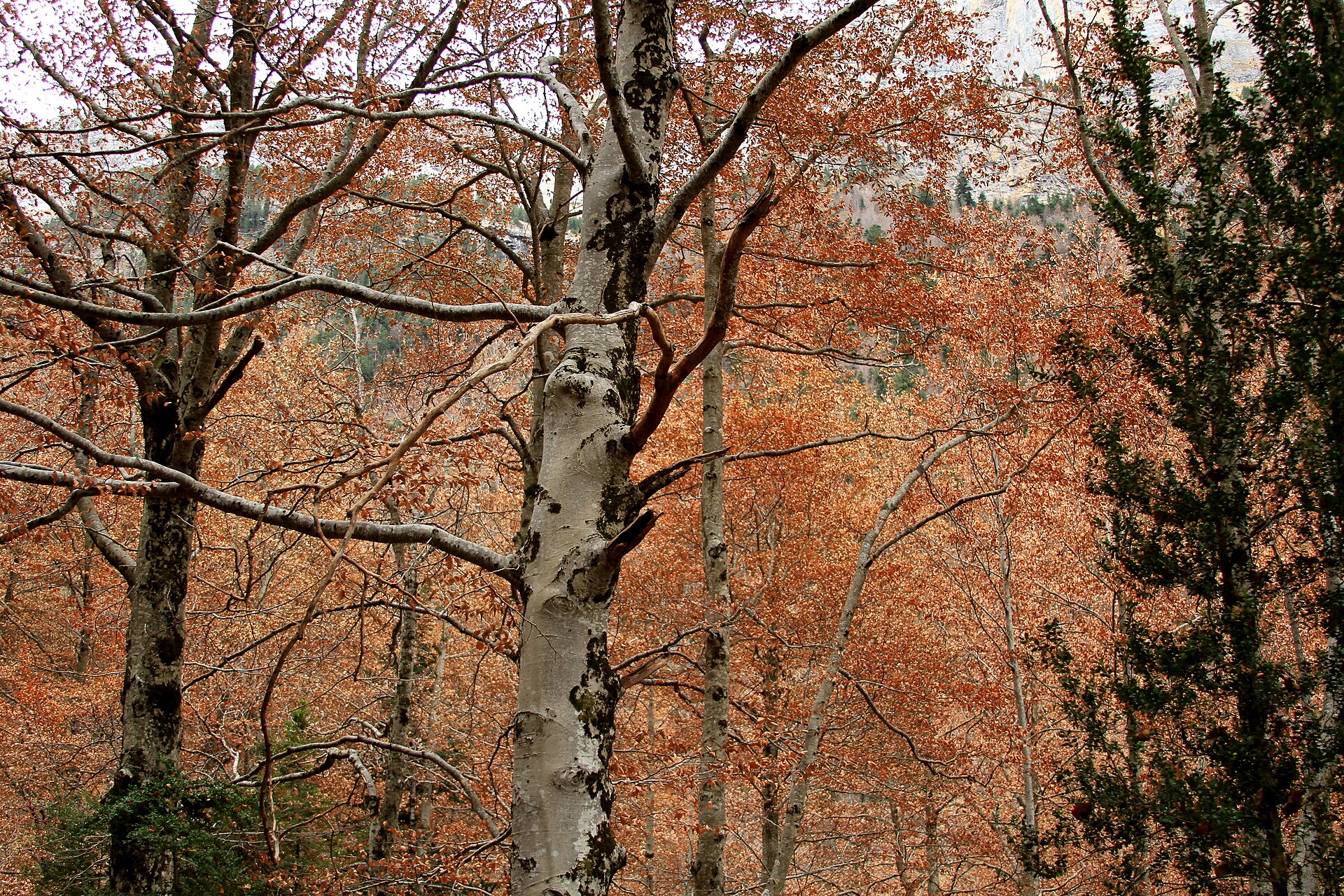 Hayedo en otoño en el valle de Ordesa, Pirineo aragonés