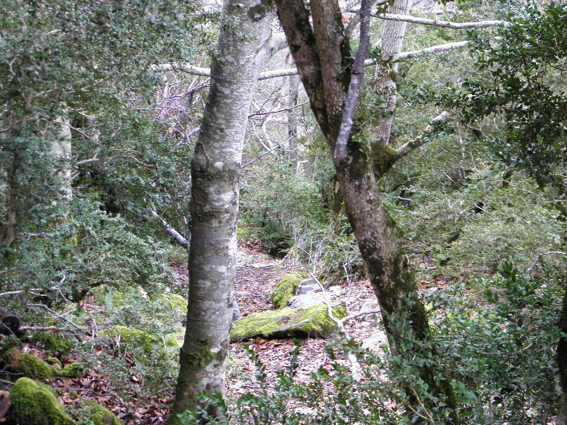 Hayedo de la Selva de Oza, en el valle de Hecho